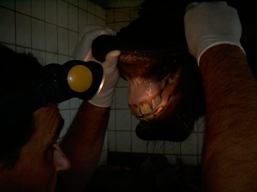 Zahnbehandlung 2002